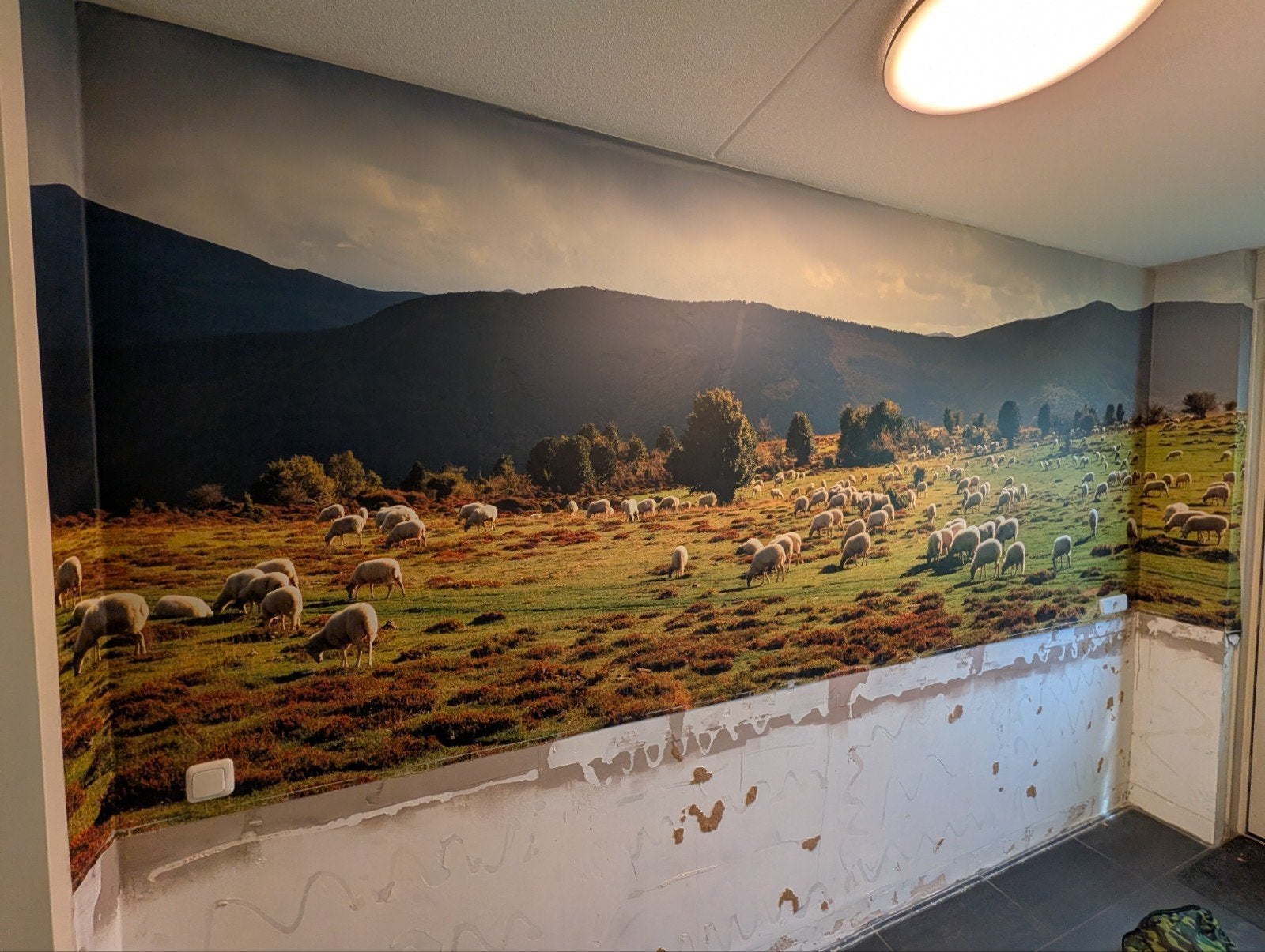 Airtex fotobehang met schapenlandschap, Ophalen of Verzenden, 75 m² of meer, Groen, Landschap, Natuur, Rustiek