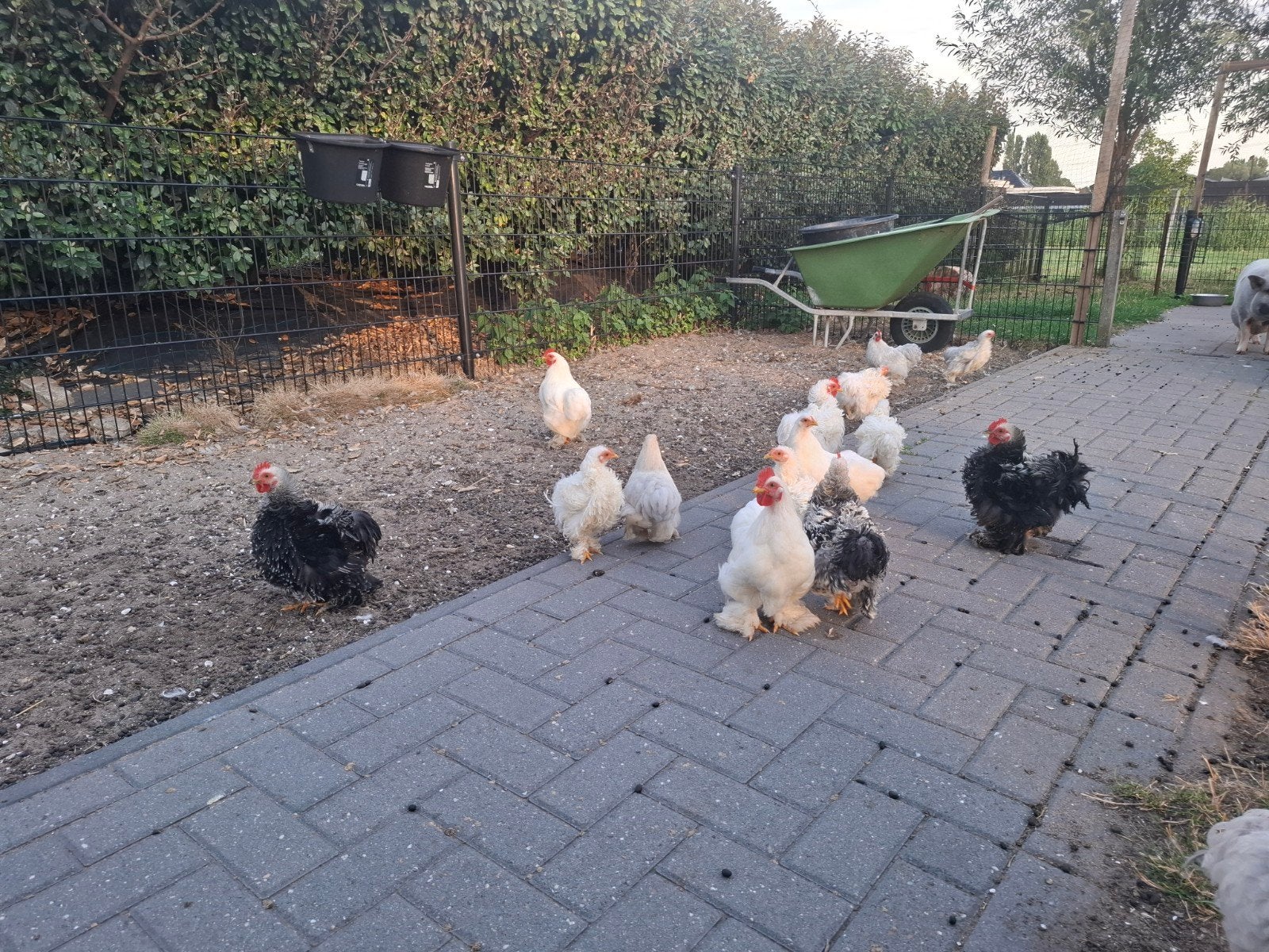 GRATIS! jonge haantjes, krul & gladveer., Dieren en Toebehoren, Mannelijk, Kip