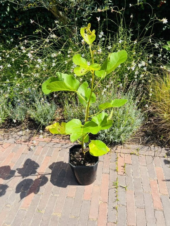 Vijgenboom "Verdino Toscano" (Verdino del Nord Tatiana), Ophalen, Volle zon, In pot, Vijgenboom