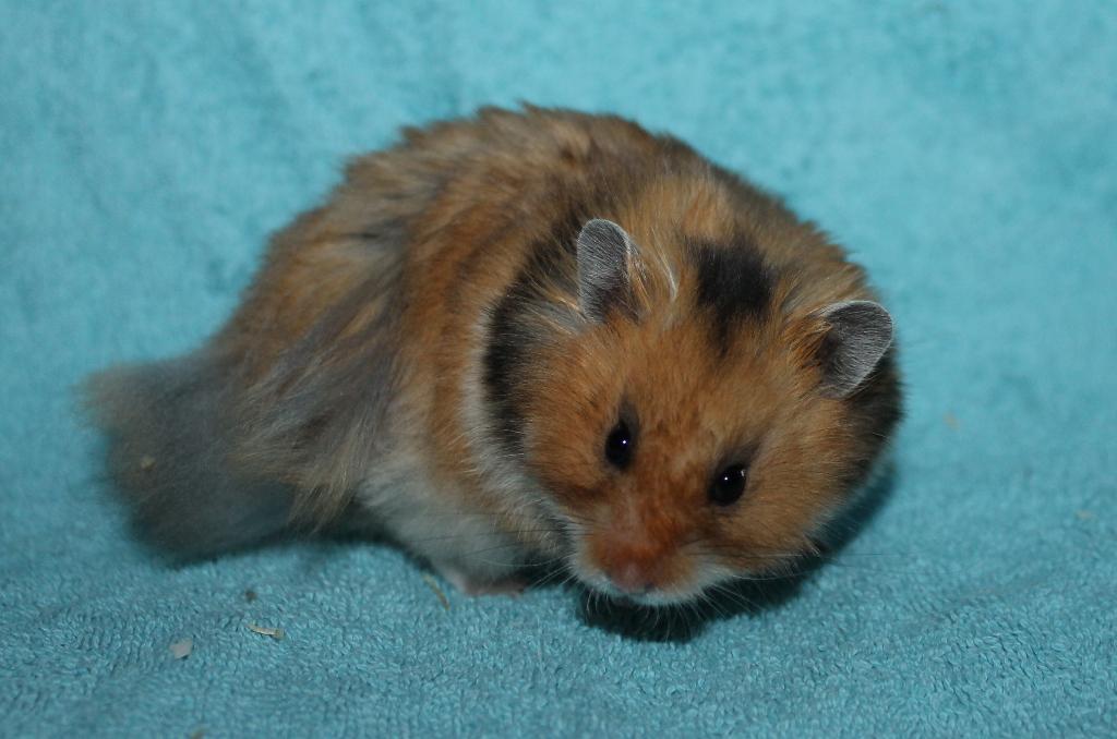 🐹Syrische hamster / goudhamster – stamboom – hobbyfokker, Hamster, Mei, Meerdere dieren, Tam