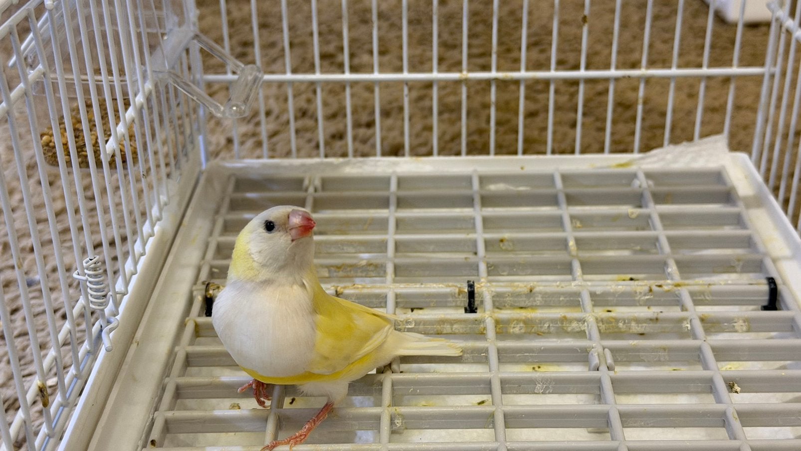 Gele Gouldamadine pop ‘26 - Split blauw, Dieren en Toebehoren, Vogels | Overige Vogels, Vrouwelijk, Tropenvogel, Geringd