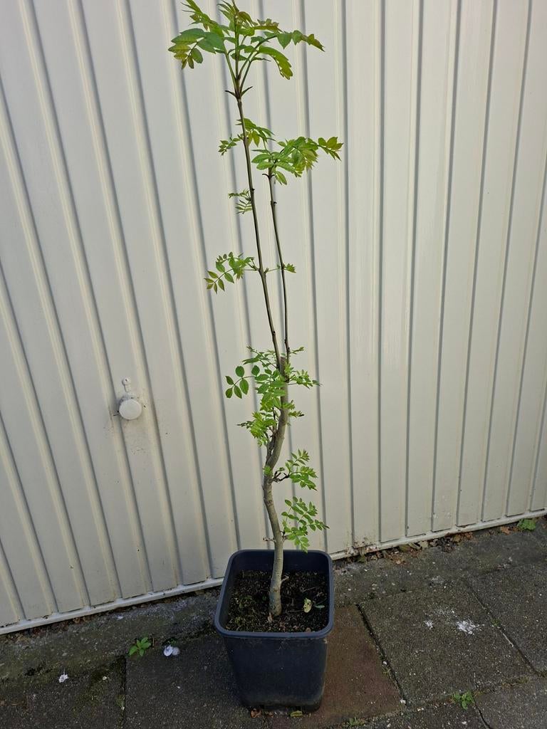 ES, Bloeit niet, Overige soorten, 100 tot 250 cm, Ophalen