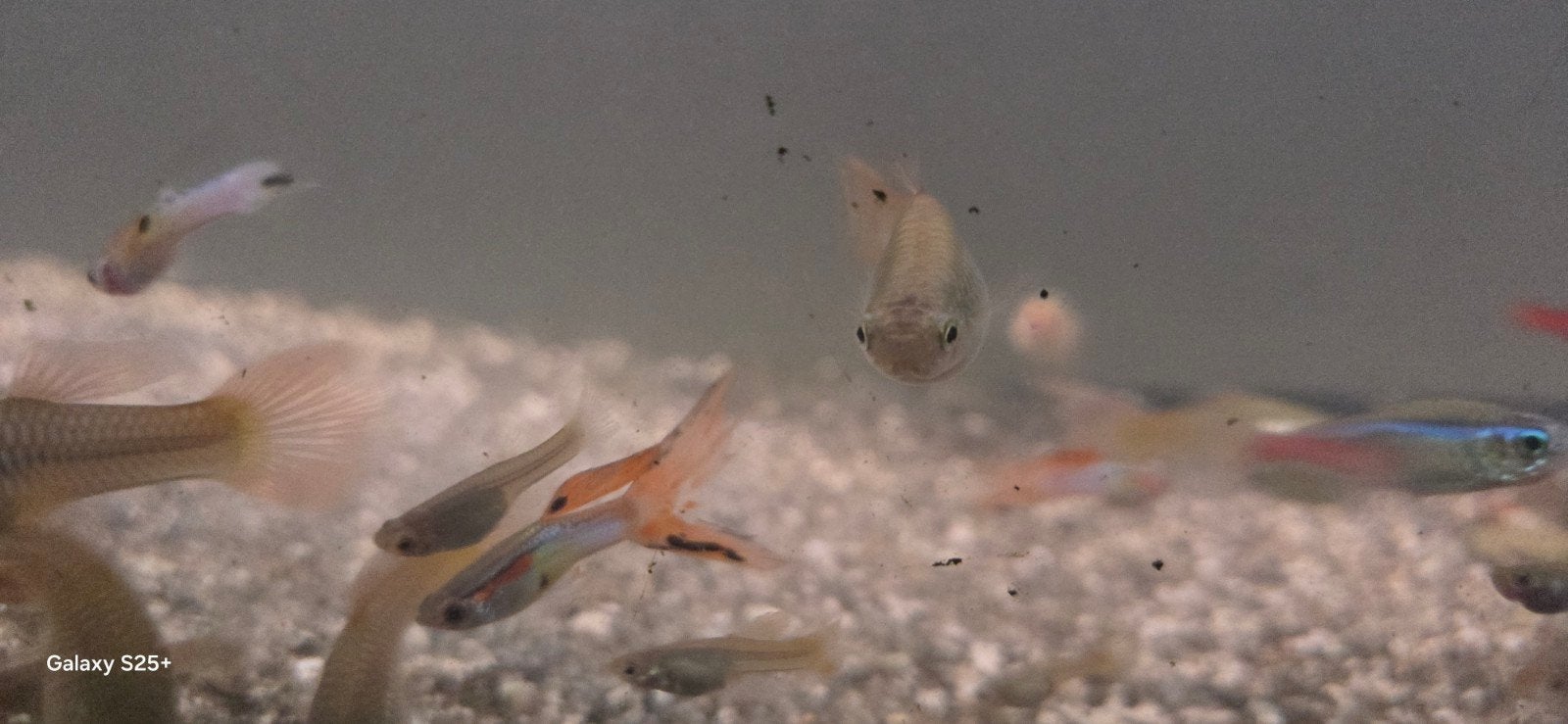 Gratis Aquarium vissen,  guppies tetra L133 garnalen slakken, Dieren en Toebehoren, Vissen | Aquariumvissen, Vis
