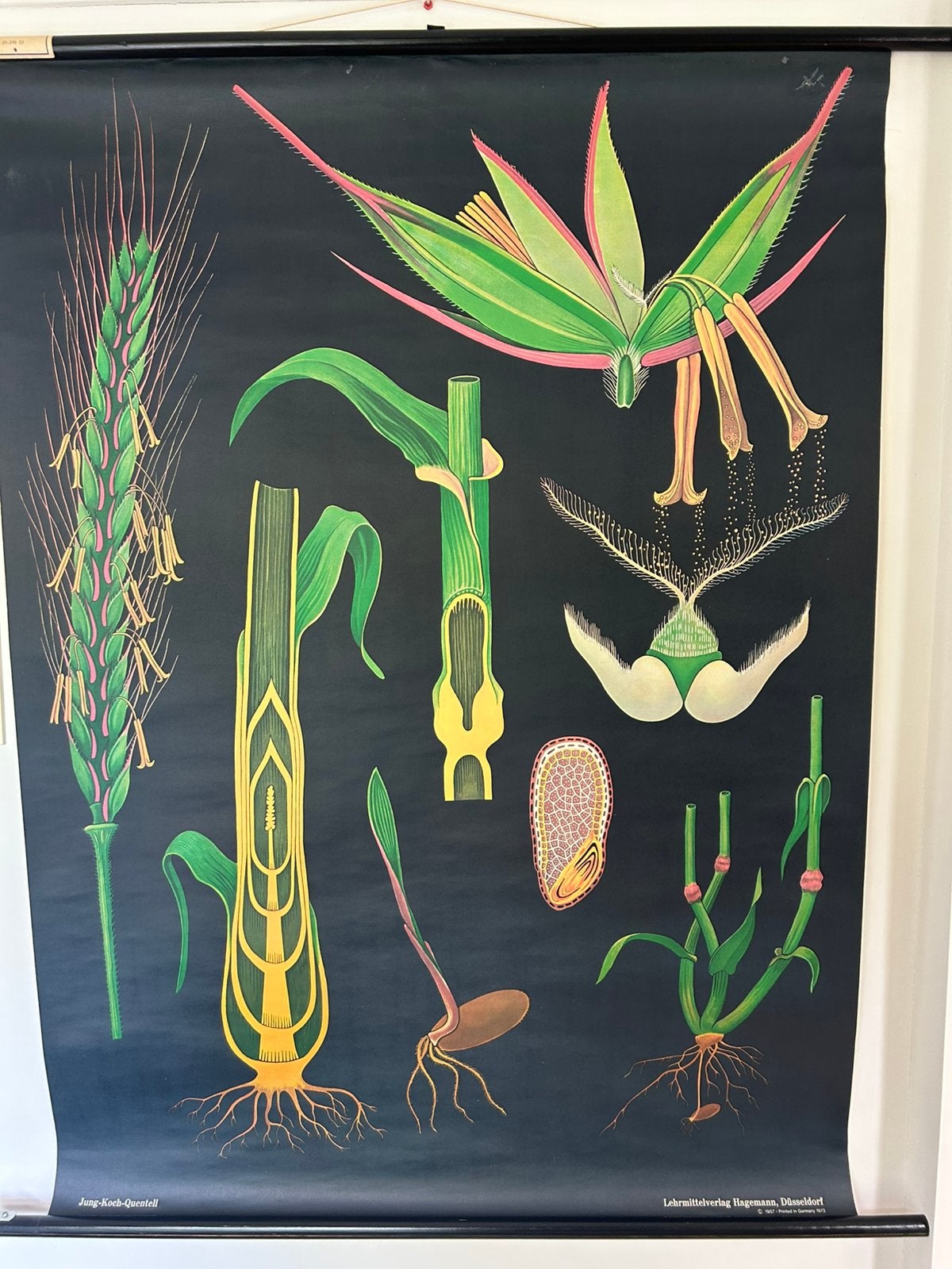 Schoolplaat: Rogge door Jung-Koch-Quentell, Ophalen of Verzenden, Natuur en Biologie