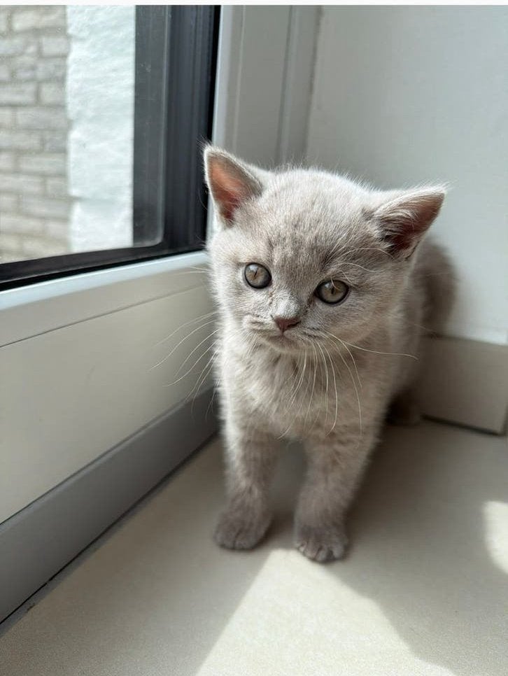 Britse korthaar kitten lilac, Dieren en Toebehoren, Katten en Kittens | Raskatten | Korthaar, Poes, Ontwormd, 0 tot 2 jaar