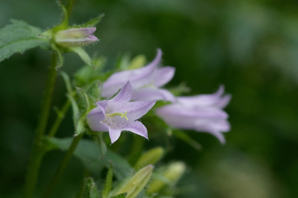 Zaden ruig klokje (Campanula trachelium) - inheems, bio, Ophalen of Verzenden, Voorjaar, Volle zon, Zaad