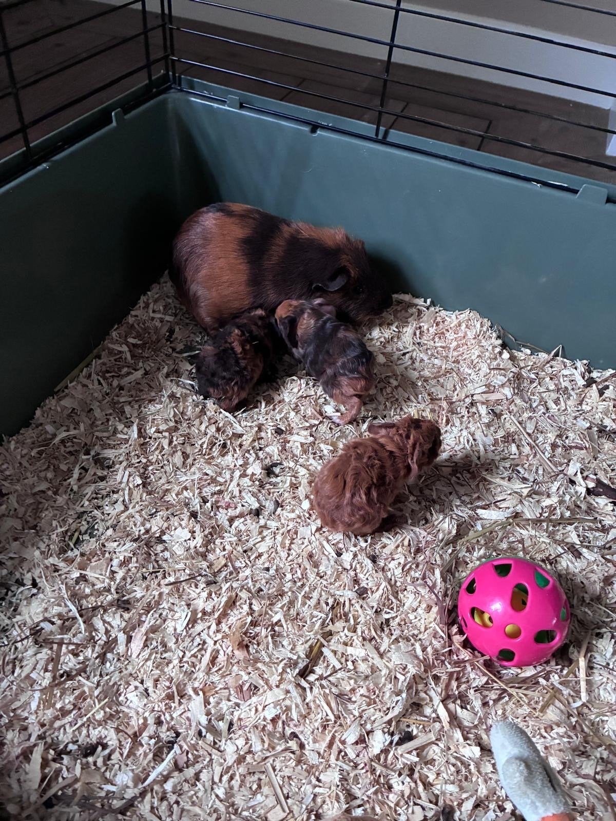 Cavia’s, Dieren en Toebehoren, Knaagdieren, Cavia, Augustus, Meerdere dieren, Tam