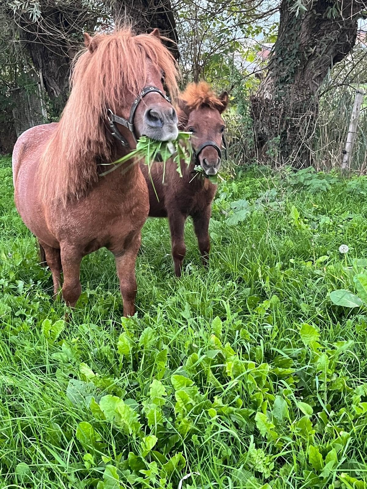 shetlander hengst en hengst veulen, Dieren en Toebehoren, Niet van toepassing, 0 tot 2 jaar, A pony (tot 1.17m), Gechipt