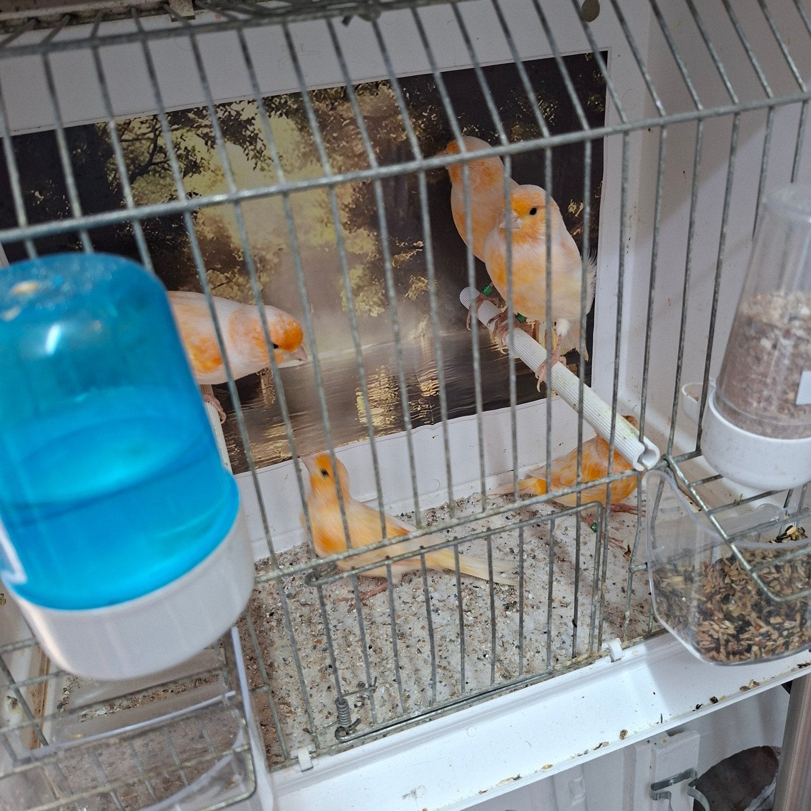 Te koop 17 kanaries, Dieren en Toebehoren, Vogels | Kanaries