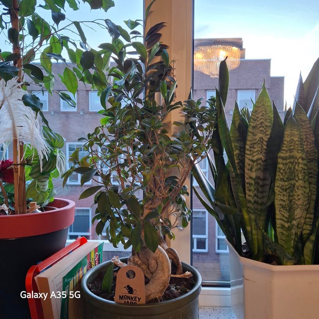 Bonsai Ficus in pot, Huis en Inrichting, Kamerplanten, Ophalen