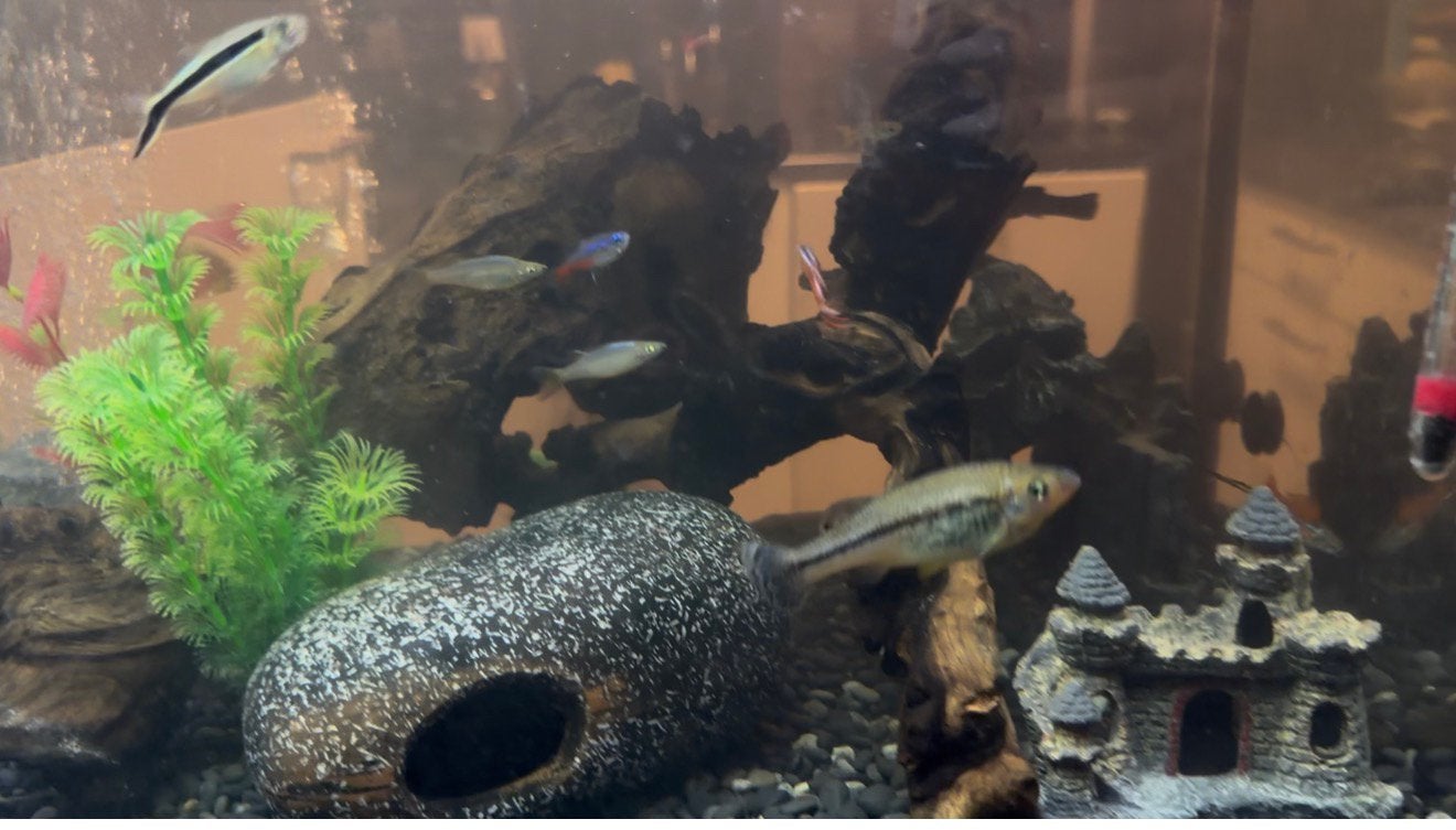 Compleet aquarium met vissens een tortue almiscar, Dieren en Toebehoren, Vis