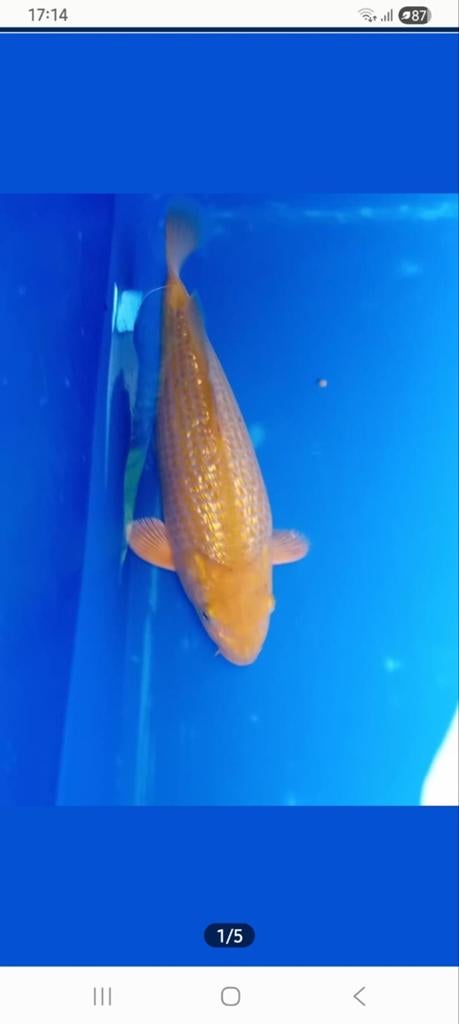 Ginrin chagoi, Karper of Koi