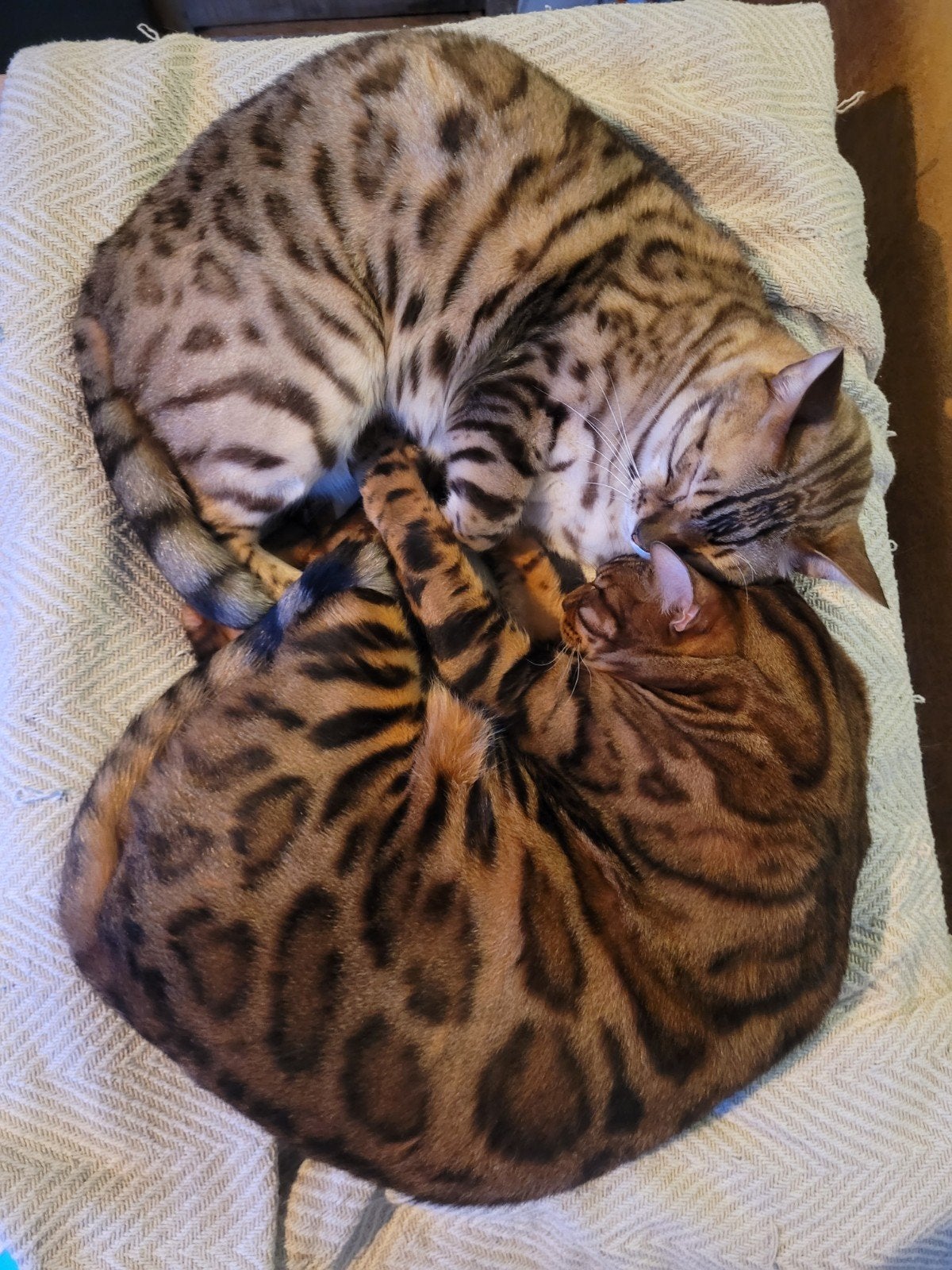 Liefdevol thuis gezocht voor onze Bengalen