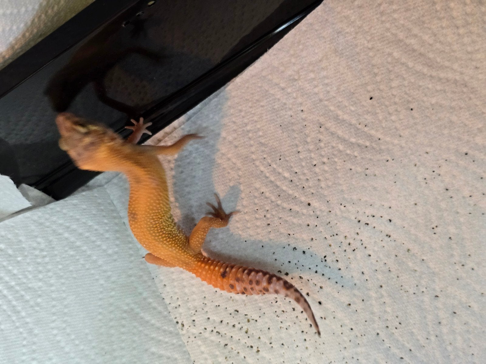 Diversen jonge luipaardgekko's in prachtige kleuren Leopard Gecko photo 7