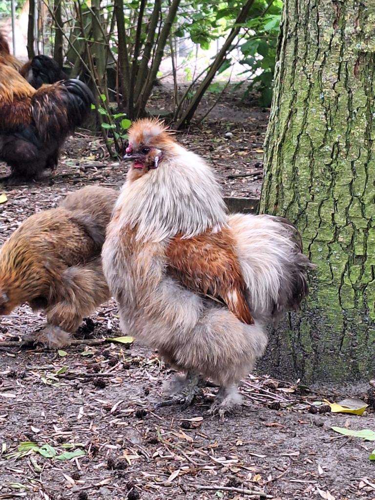EU zijdehoen haantjes, Dieren en Toebehoren, Pluimvee, Mannelijk, Kip