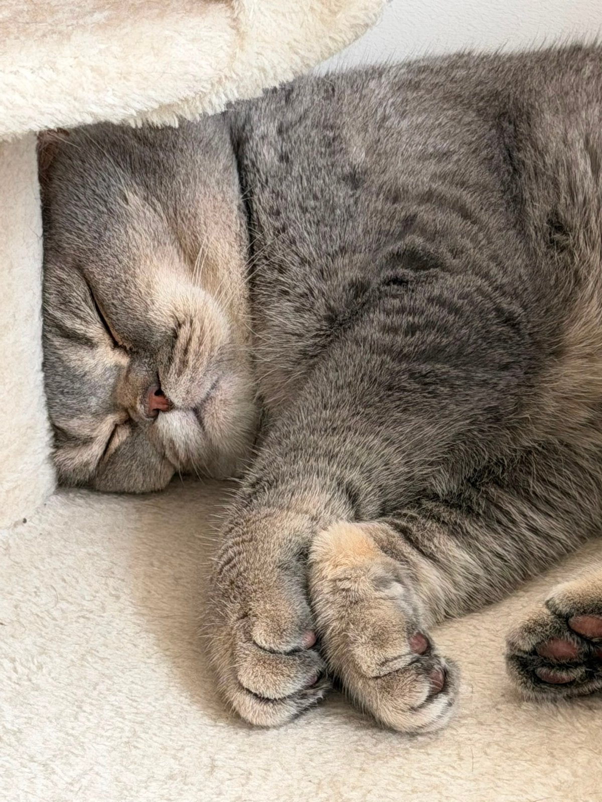 Briste korthaar, Kater, Ontwormd, 0 tot 2 jaar