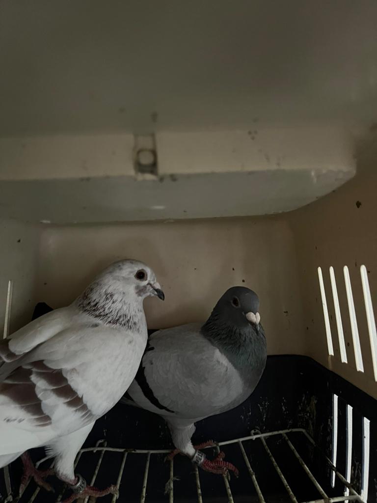 Posduiven, Meerdere dieren, Postduif