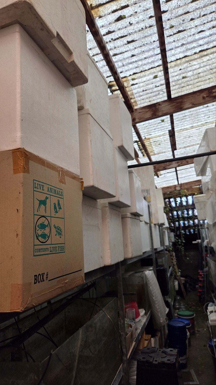 Piepschuim bakken per 10stuks!!, Dieren en Toebehoren, Ophalen
