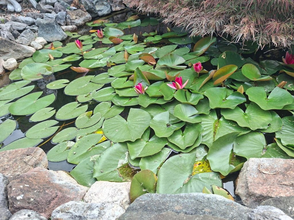 waterlelies, goudvissen en vijverapparatuur, Tuin en Terras, Ophalen, Gebruikt