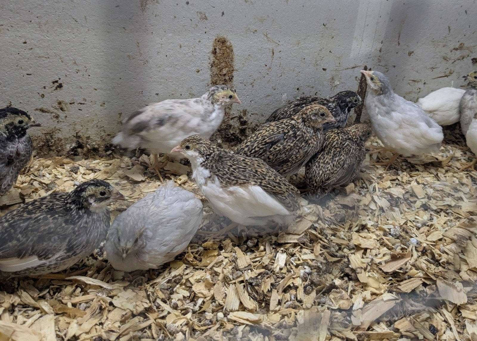 Jonge Chinese dwergkwartels (veel kleuren), Dieren en Toebehoren, Meerdere dieren