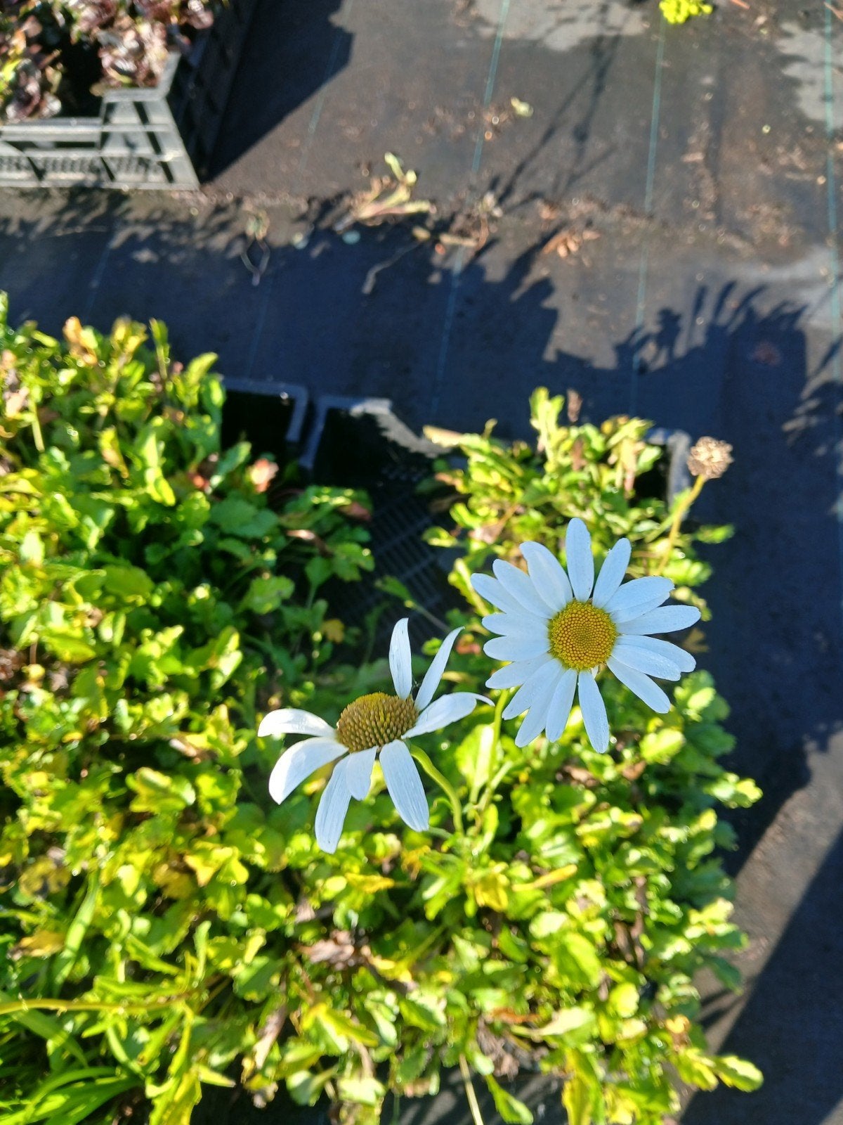 Leucanthemum Vaste Margriet - Klassieke Schoonheid, Overige soorten, Volle zon, Vaste plant, Ophalen of Verzenden