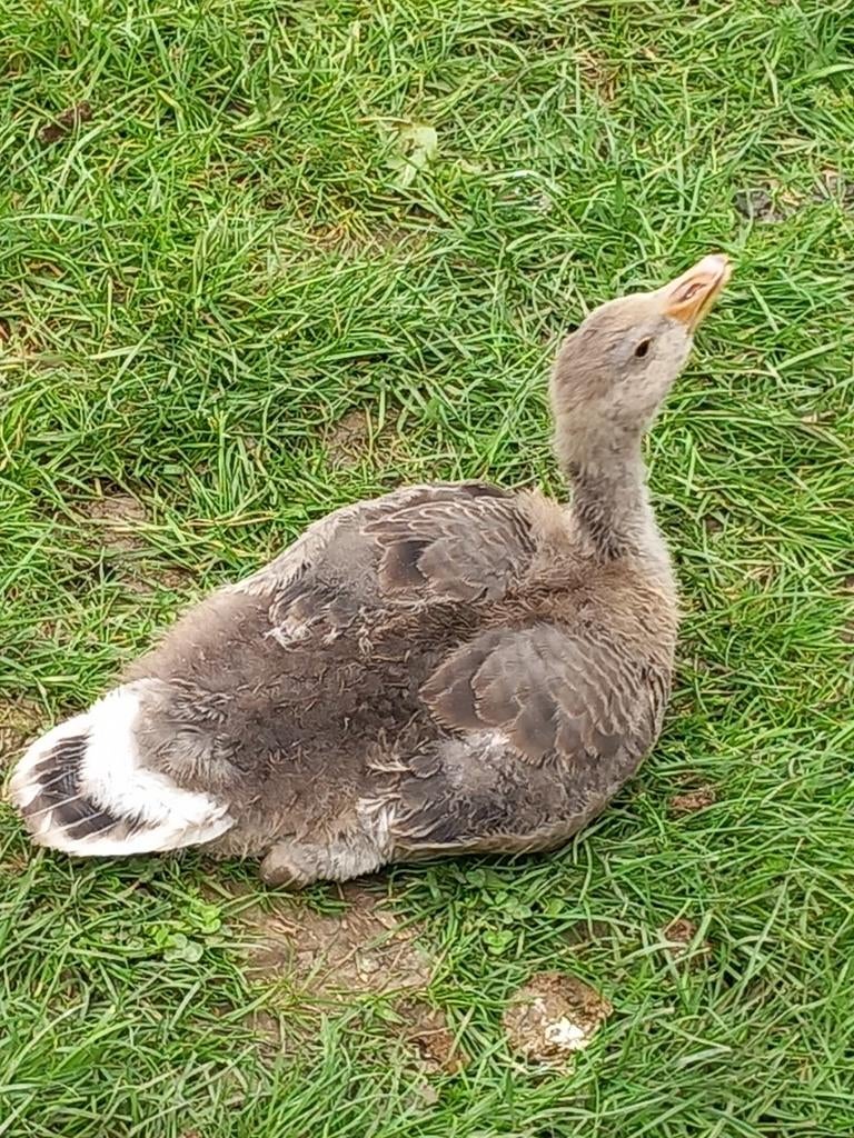 Te koop kuikens van grauwe gans, Geslacht onbekend, Kip