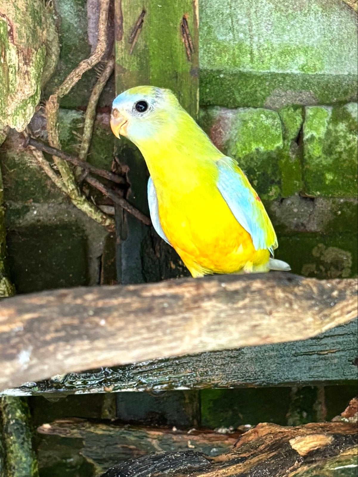 Turquosine parkieten geel opaline, Dieren en Toebehoren, Meerdere dieren, Parkiet