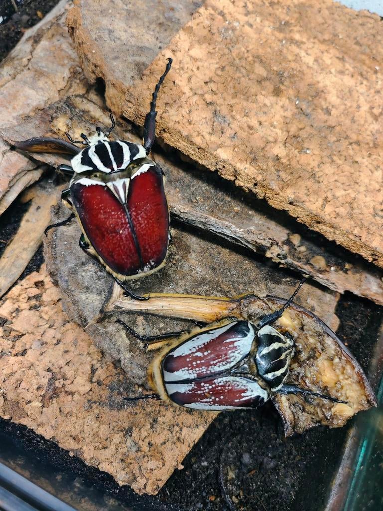 Goliathus goliatus - Goliathkever L2 larven, Dieren en Toebehoren