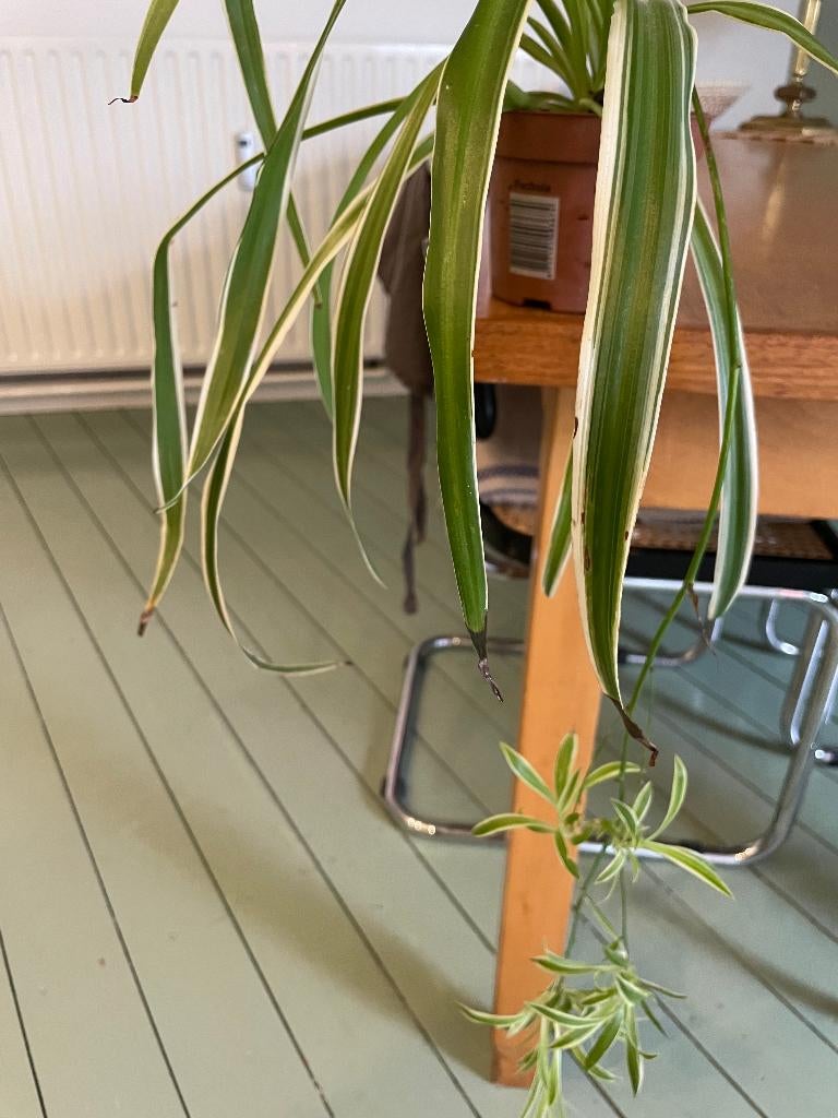 Graslelie spiderplant, Ophalen, Bonsai, Halfschaduw, Minder dan 100 cm