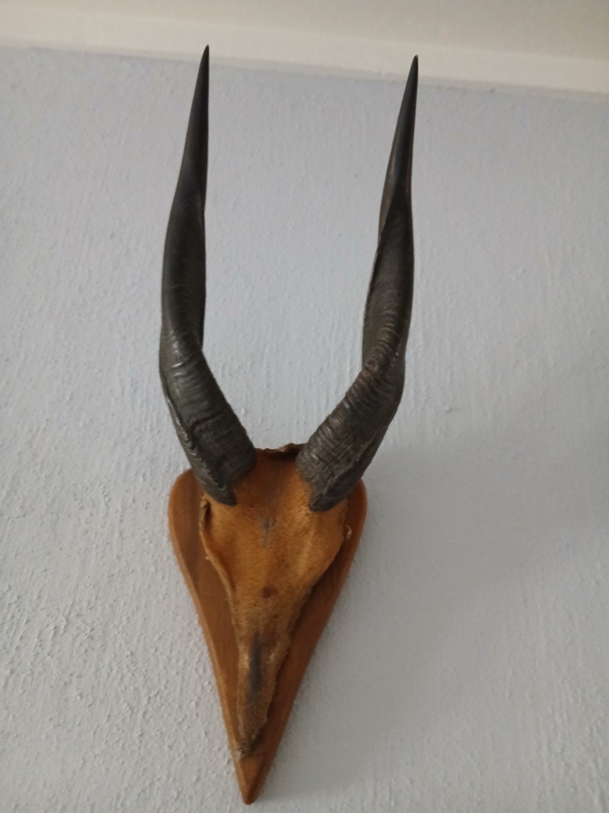 Afrikaanse Bosbok Antilope Hoorns, Ophalen of Verzenden, Gebruikt