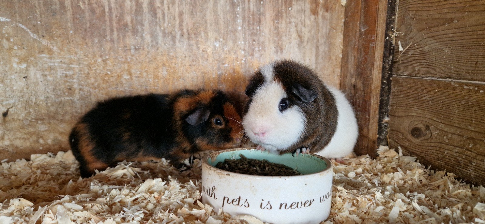 Twee us-teddy cavia beren, Dieren en Toebehoren, Cavia, Mannelijk, Januari, Tam