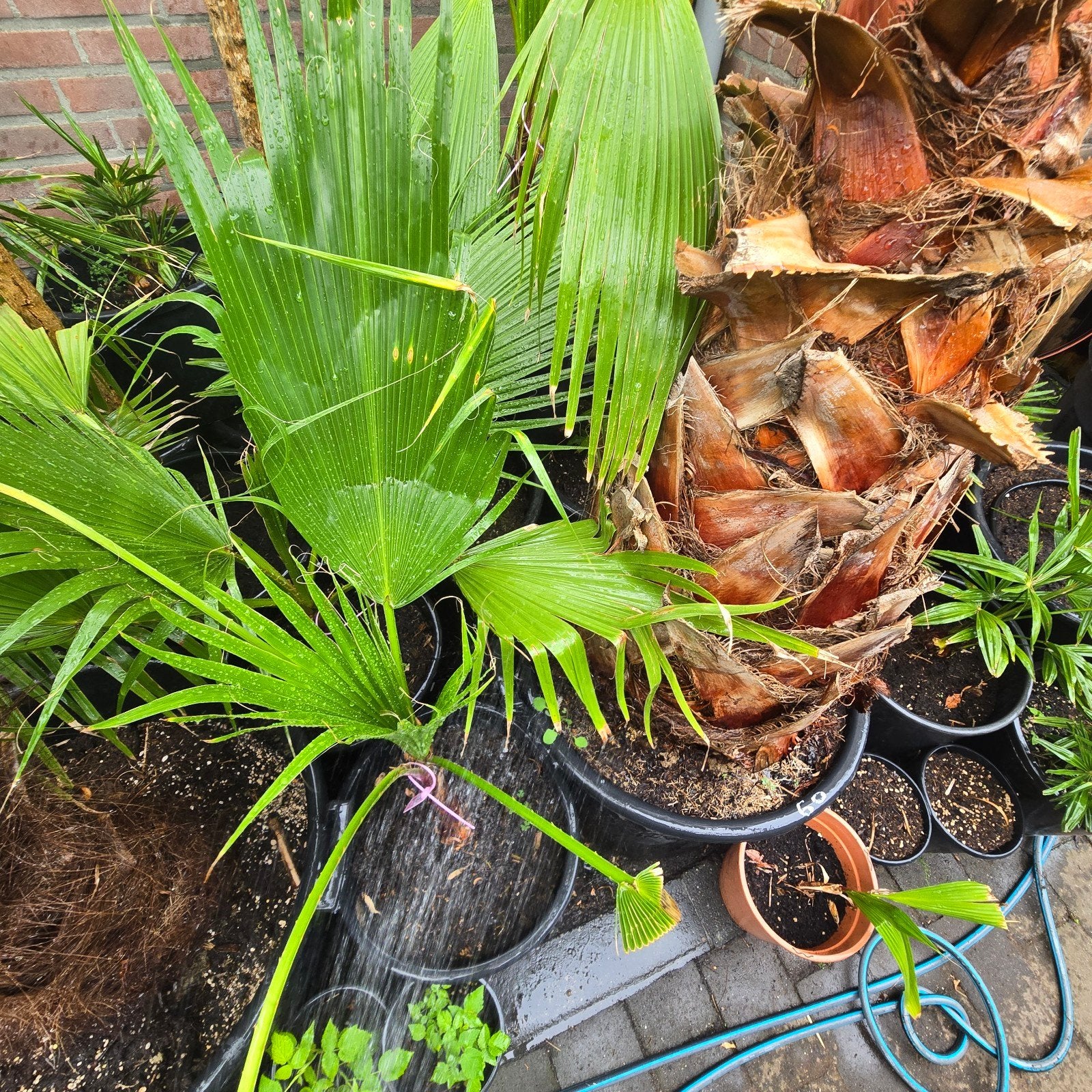 Washingtonia Robusta palmboom te koop, Ophalen, Zomer, Volle zon, Palmboom