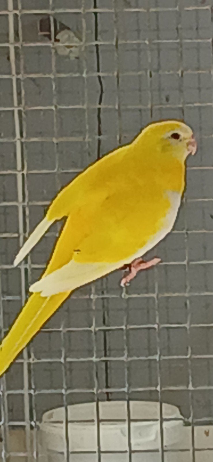 Turquosine goudgeel dilute, Meerdere dieren, Geringd