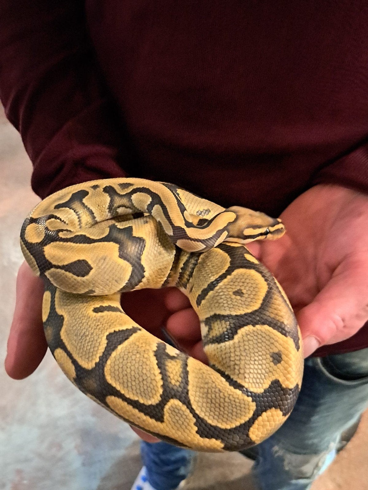 koningspython (regius) ghost man Ball Python photo 3