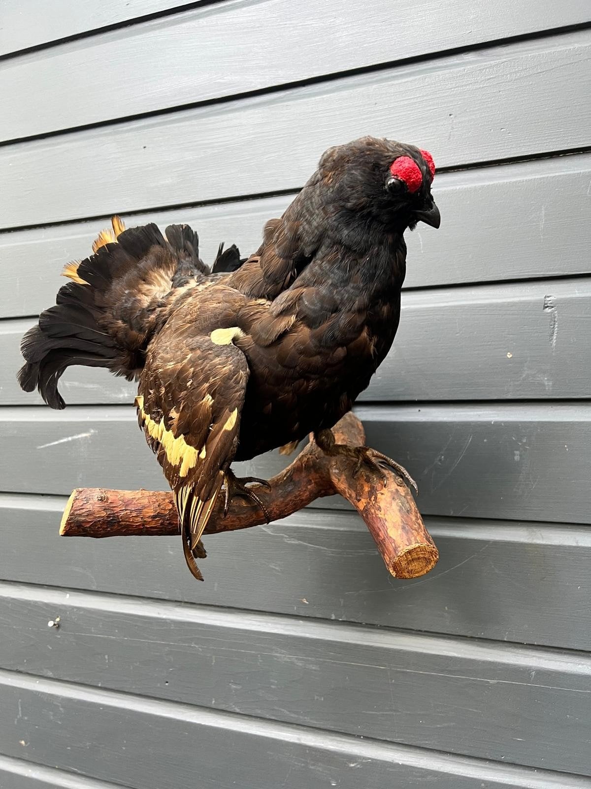 Prachtige Korhoen, Ophalen of Verzenden, Zo goed als nieuw, Vogel, Opgezet dier