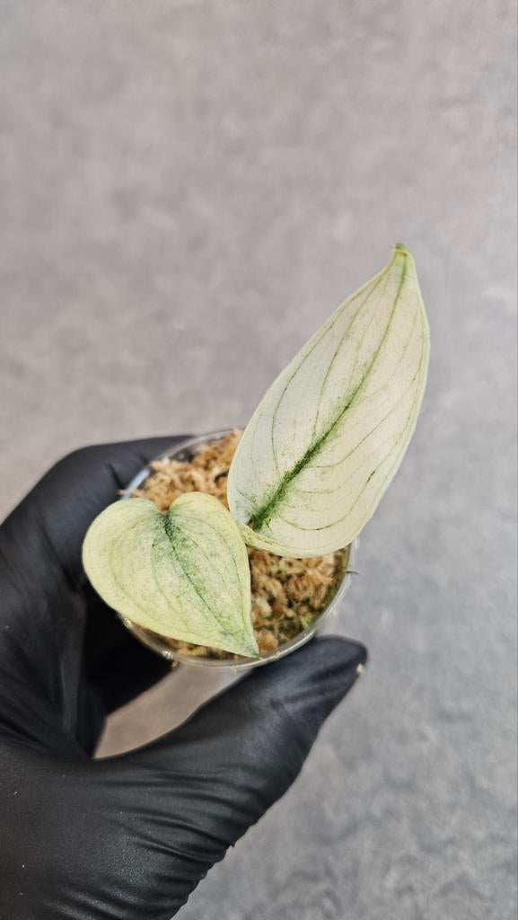 Scindapsus Mayari Mint, Ophalen of Verzenden, Halfschaduw, Minder dan 100 cm