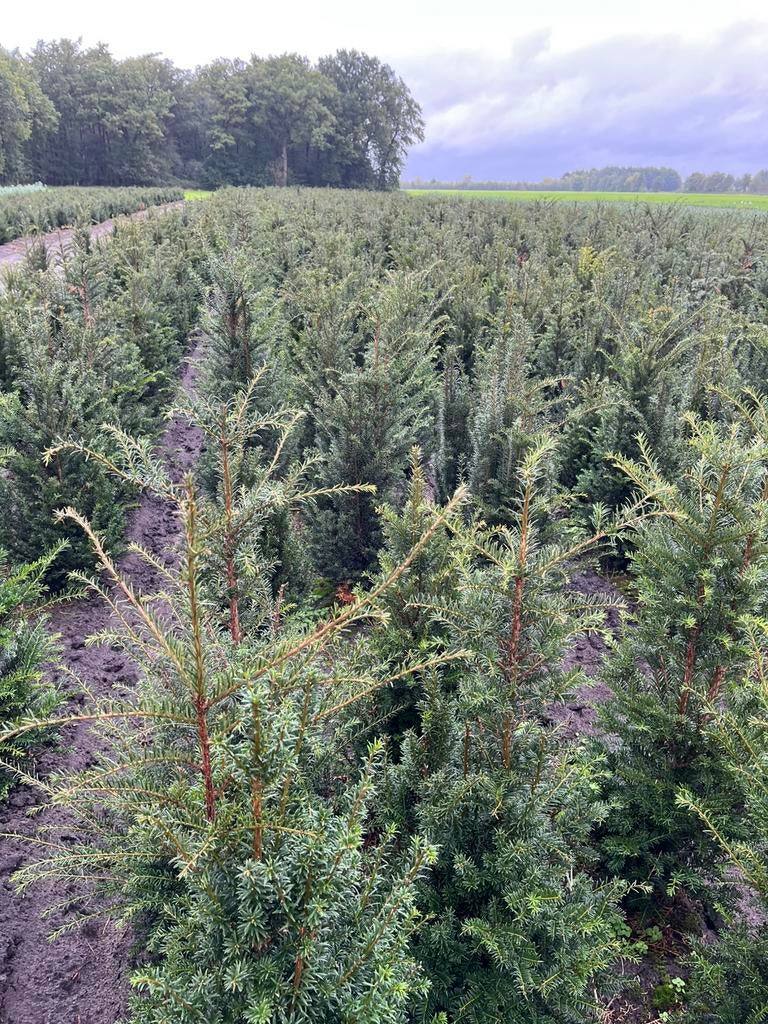 Taxus baccata, Ophalen of Verzenden, Taxus, Minder dan 100 cm