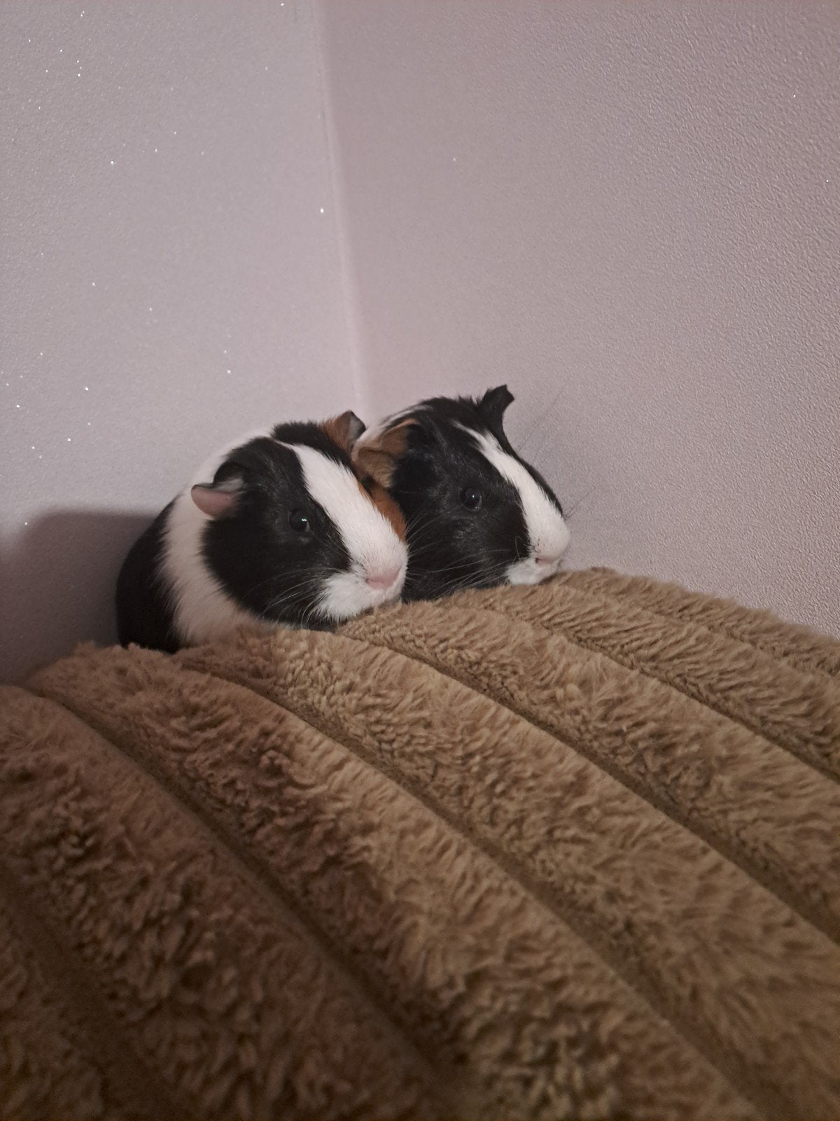 twee cavia  de kleur bruin zwarte wit alle twee, Cavia, Augustus, Mannelijk, Tam