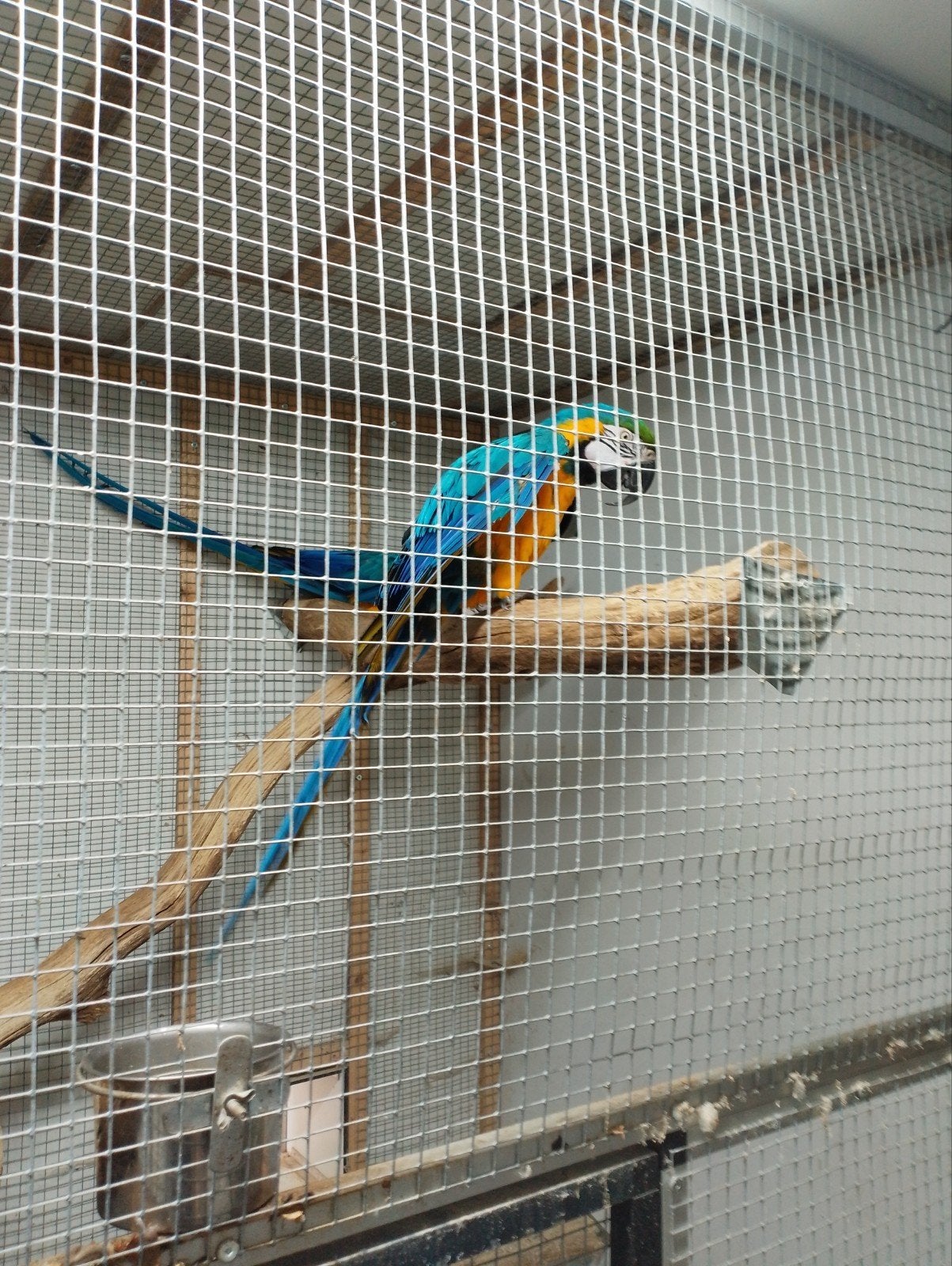 blauwgeel Ara man van ongeveer 10 jaar, Mannelijk, Papegaai