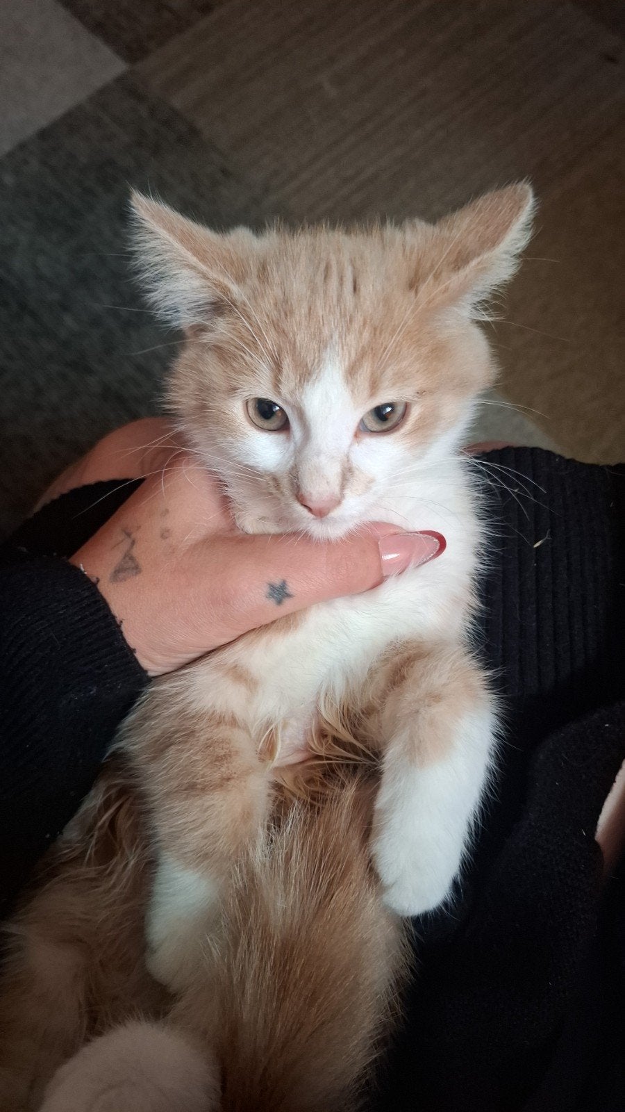 kittens, Dieren en Toebehoren