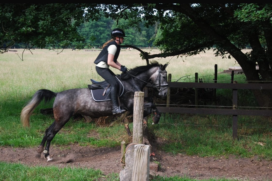 Lieve pony te koop, B, 3 tot 6 jaar, Recreatiepony, Merrie