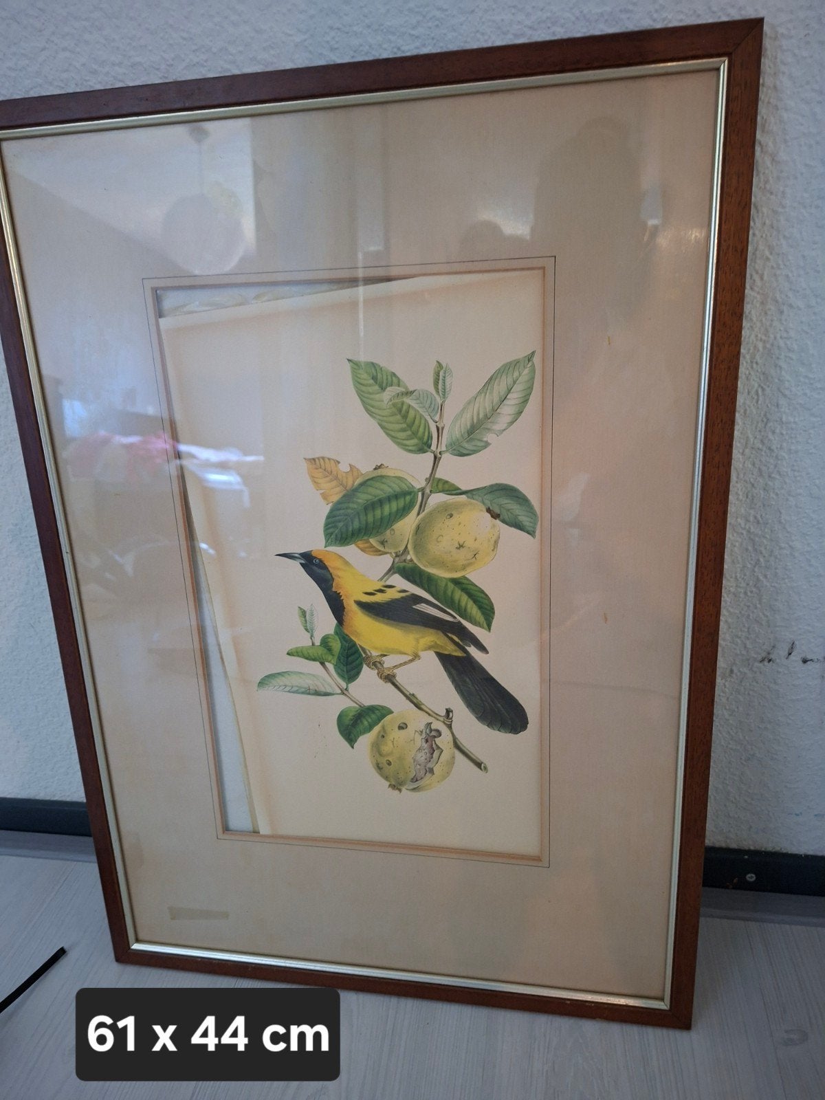 Schilderij met gele vogel en vruchten, ingelijst, Ophalen, Realistisch, Dieren, Papier