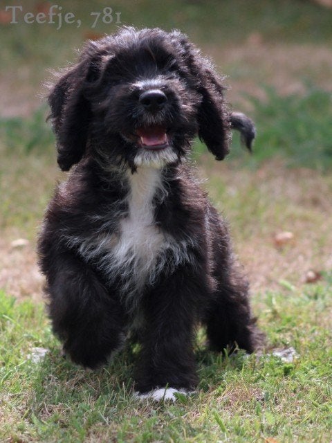 Poogle pups, ( Poedel x Beagle ), Nederland, Parvo, Overige rassen, 8 tot 15 weken