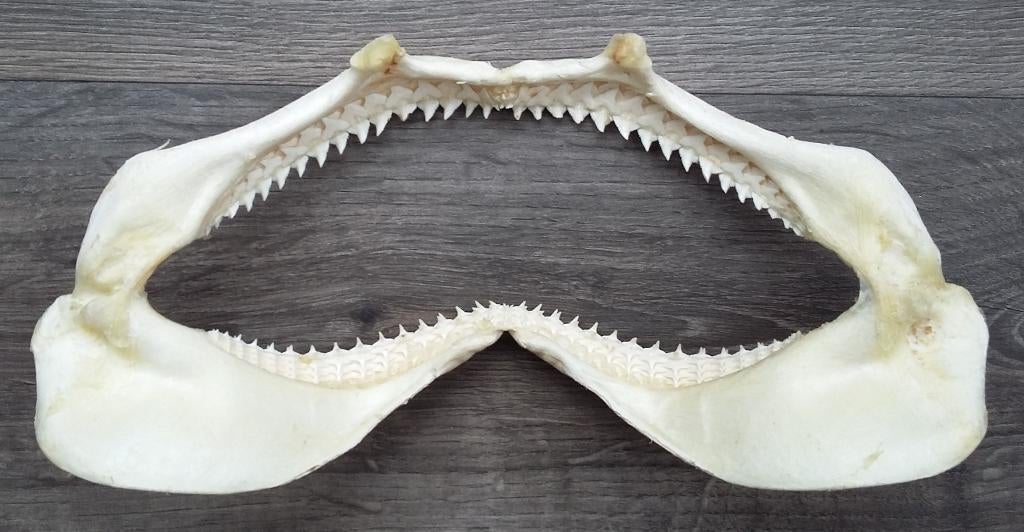 Grote Haaienkaak Haai Kaak Haaientand 35 bij 18 bij 9,5 cm., Ophalen of Verzenden, Gebruikt, Wild dier, Beeldje of Figuurtje