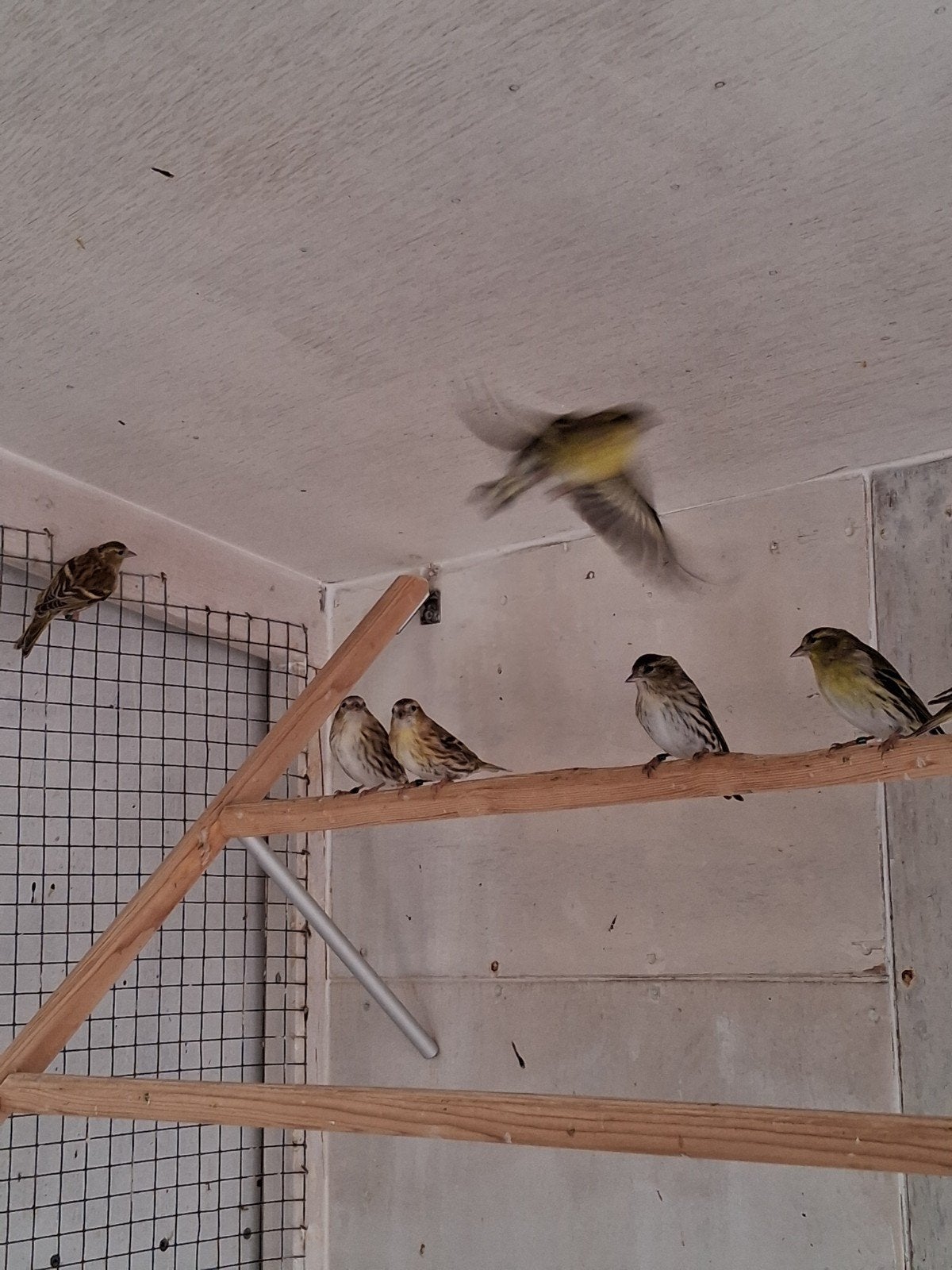 Europese Sijsjes, Dieren en Toebehoren, Meerdere dieren, Wildzangvogel, Geringd