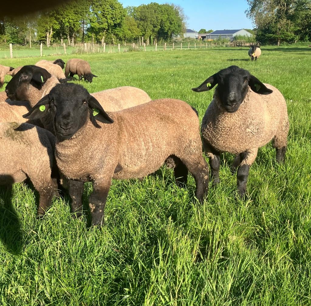 Mooie Suffolk rammen, Dieren en Toebehoren, Mannelijk, Schaap