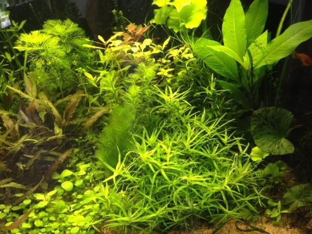 Sterrenkruid, voor straatje van makkelijke aquariumplant (R), Ophalen of Verzenden, Nieuw, Plant(en), Steen of Hout
