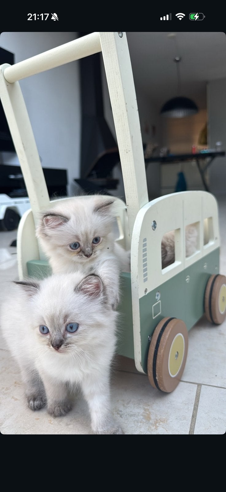 Ragdoll kittens, Dieren en Toebehoren, Meerdere dieren, Ingeënt