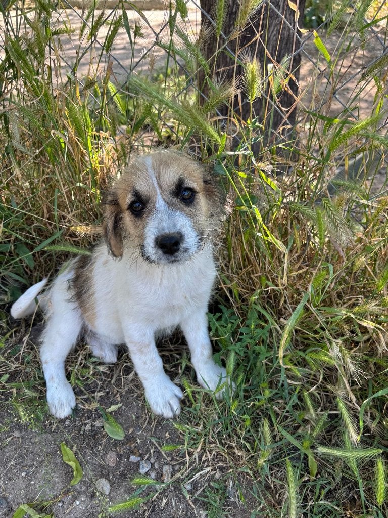 Bruna – een zacht meisje op zoek naar liefde, Dieren en Toebehoren, Honden | Niet-rashonden, Particulier, 15 weken tot 1 jaar