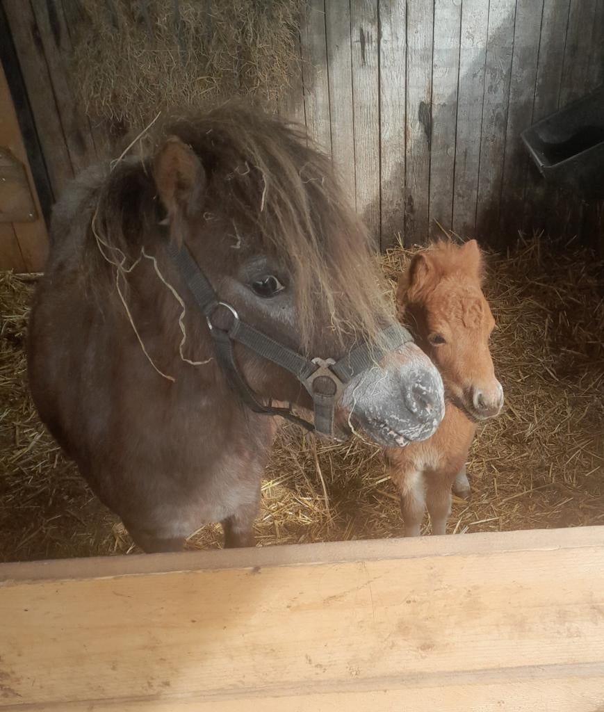Te koop mini appaloosa merrie met hengstveulen, Dieren en Toebehoren, Pony's, Meerdere dieren, A pony (tot 1.17m), 0 tot 2 jaar